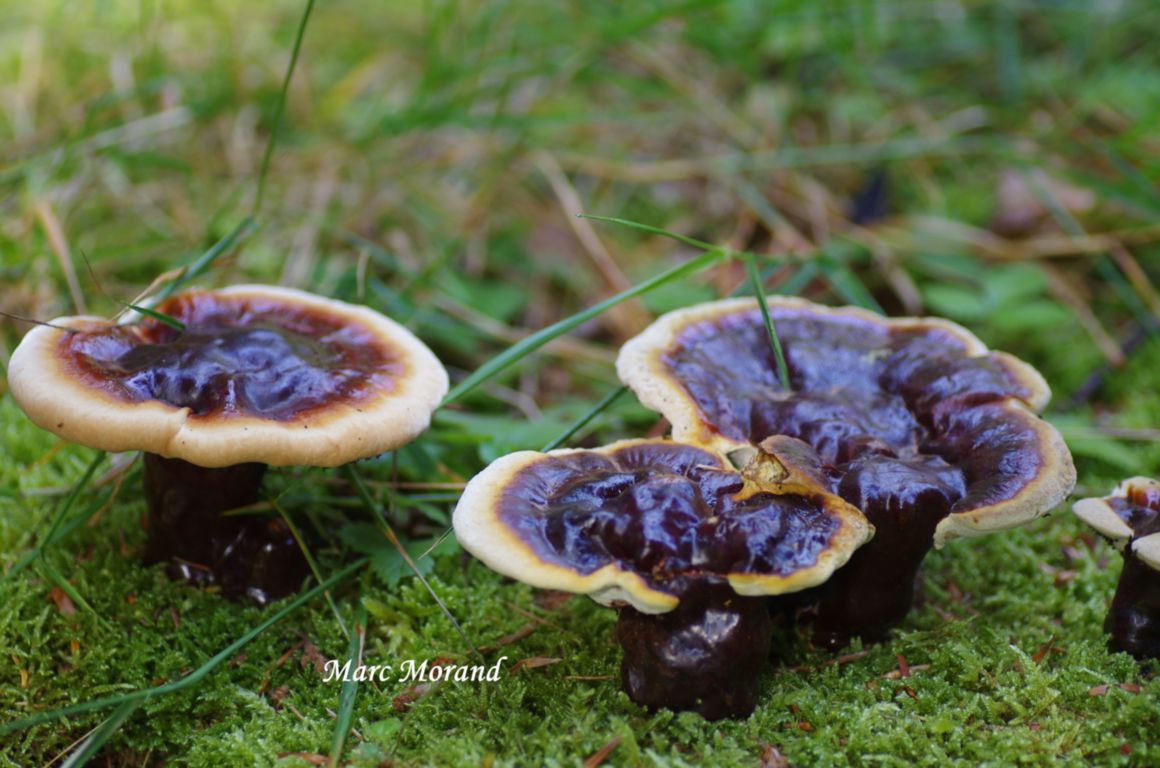 Ganoderma carnosum 2025 07 27 Payolle 03