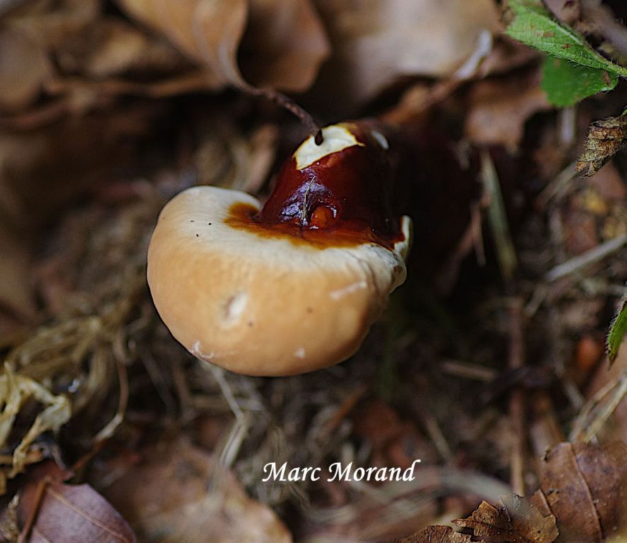 Ganoderma carnosum 2025 07 27 Payolle 06