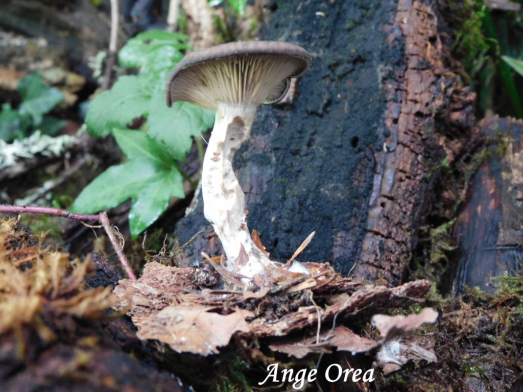 Pseudoclitocybe cyathiformis