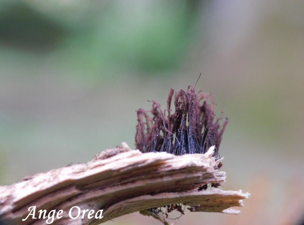 Stemonitis sp