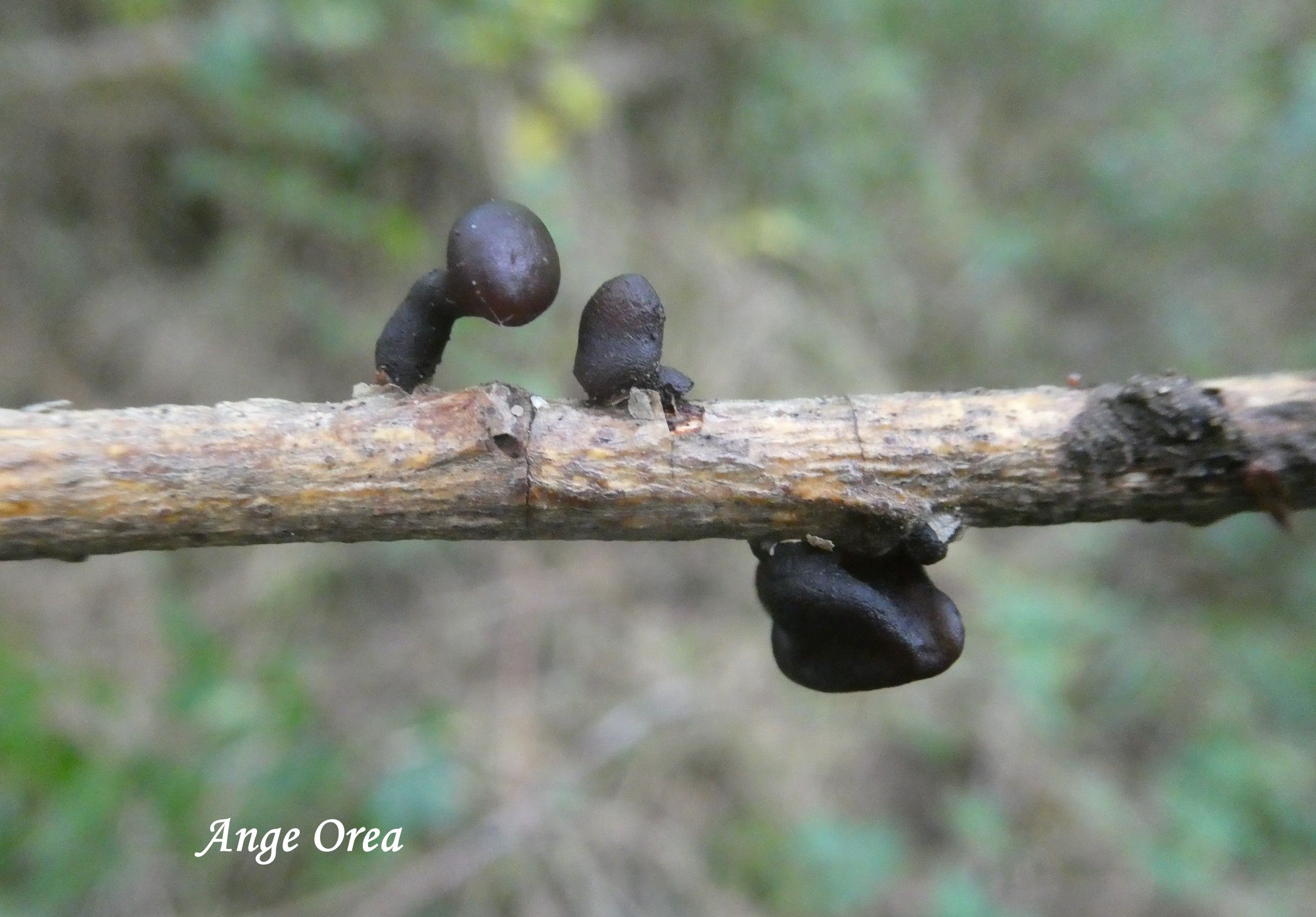 Exidia recisa