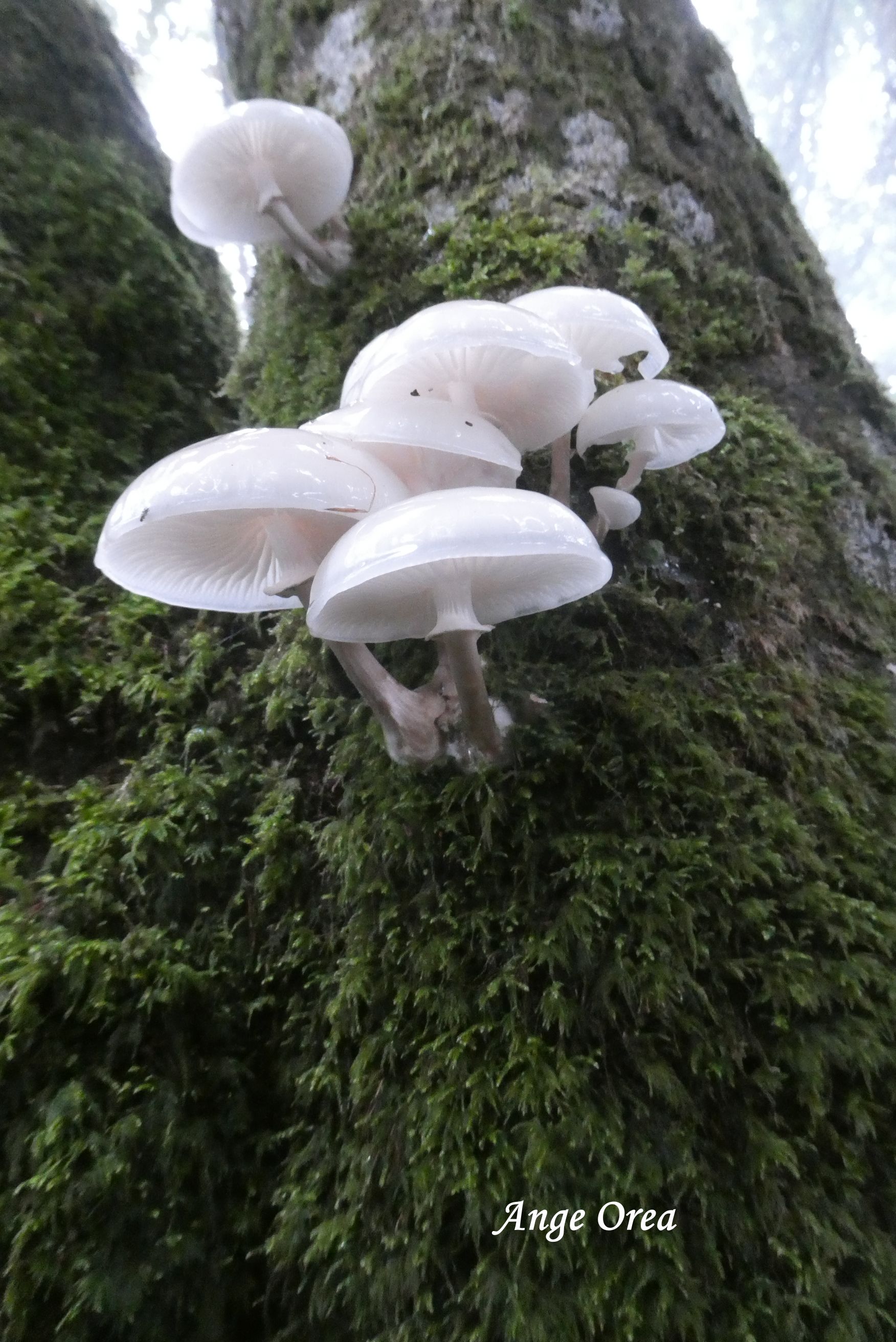 Mucidula mucida (Oudemansiella mucida)
