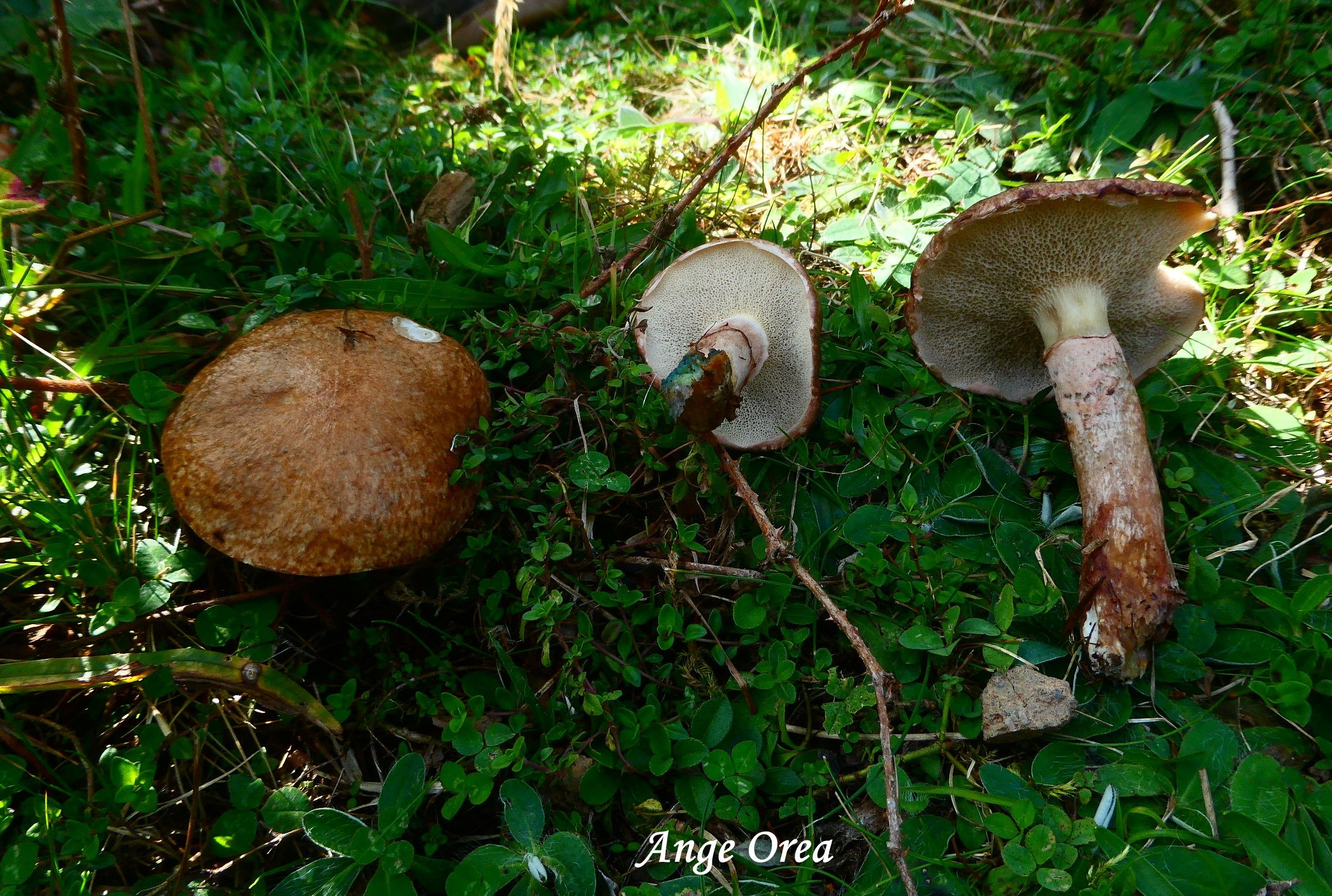 Suillus viscidus (sous Larix)