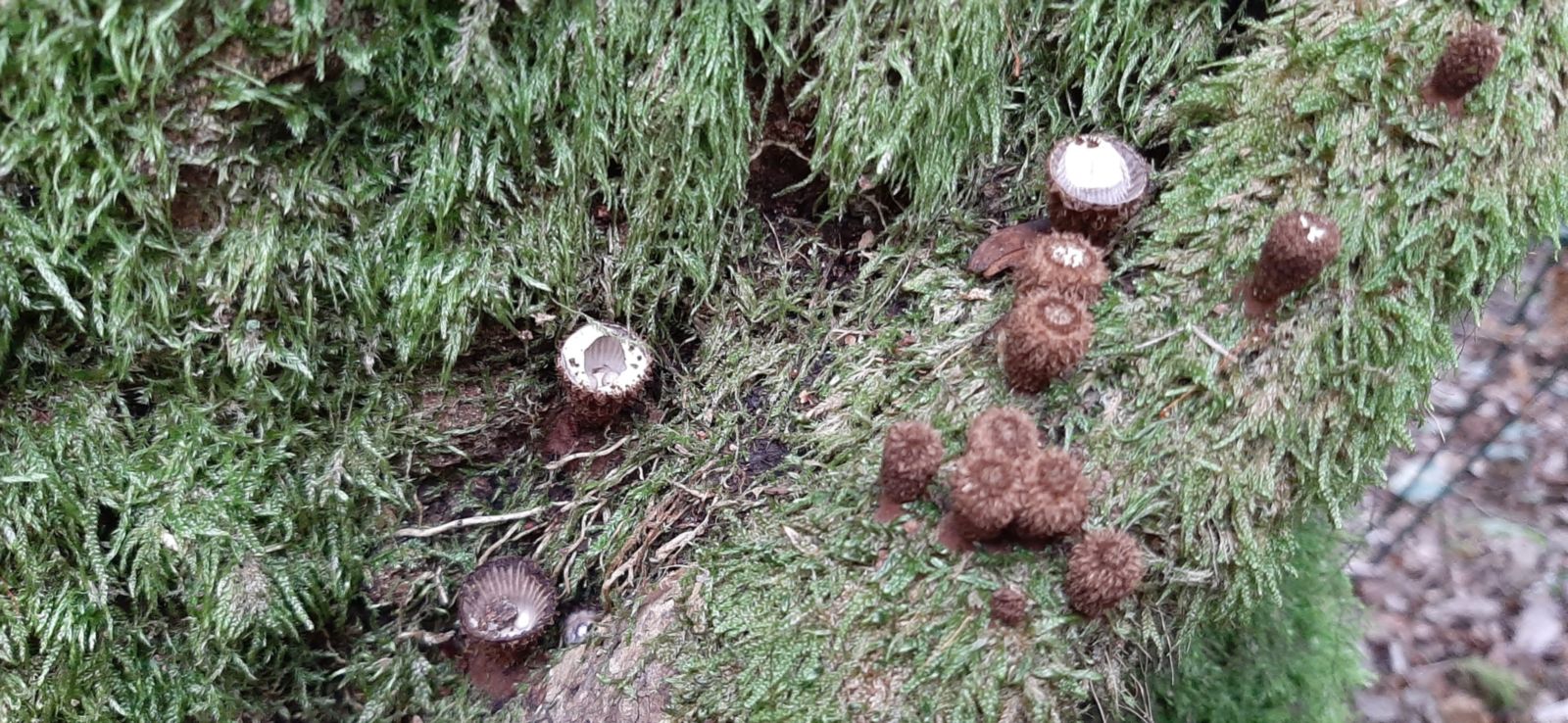 Cyathus striatus (2) Cauterets 2025 09 28