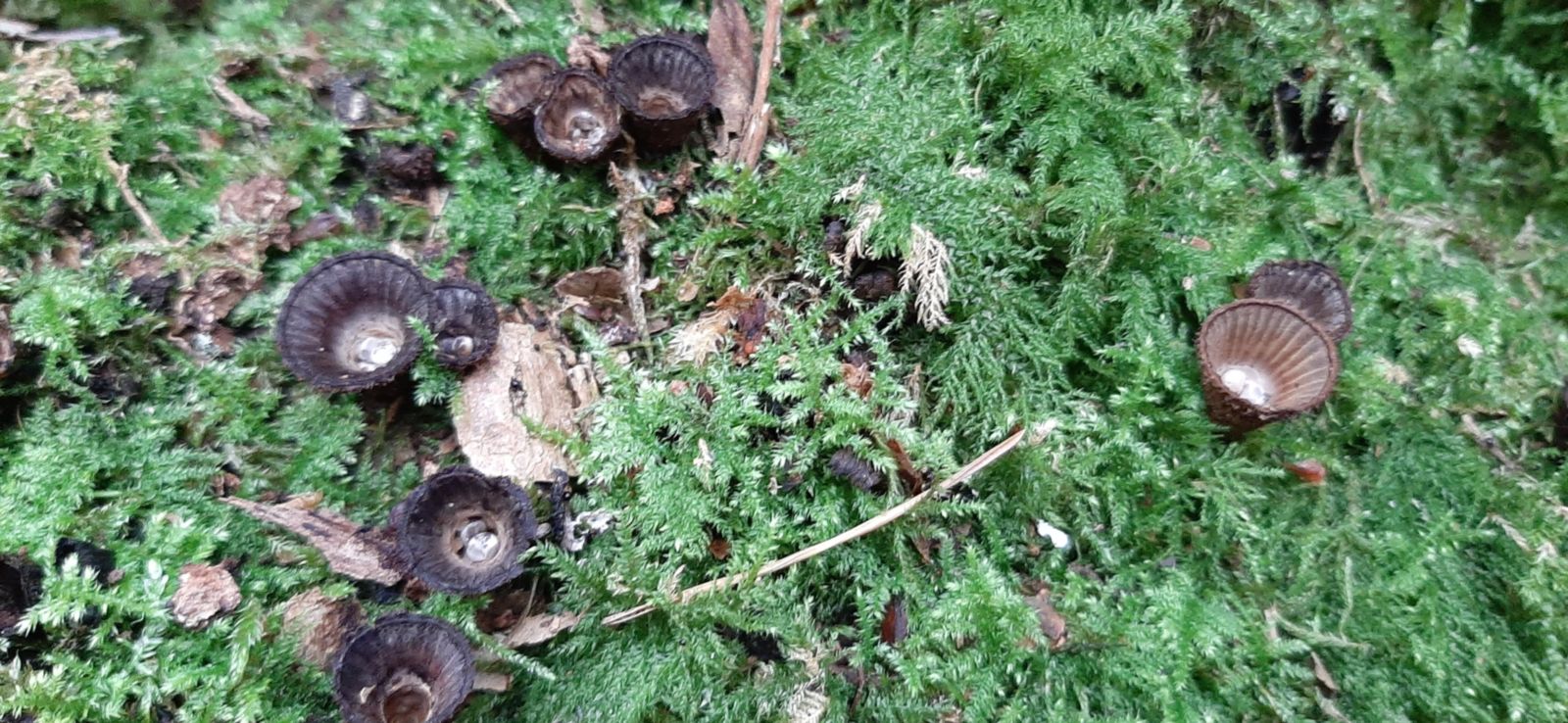 Cyathus striatus Cauterets 2025 09 28