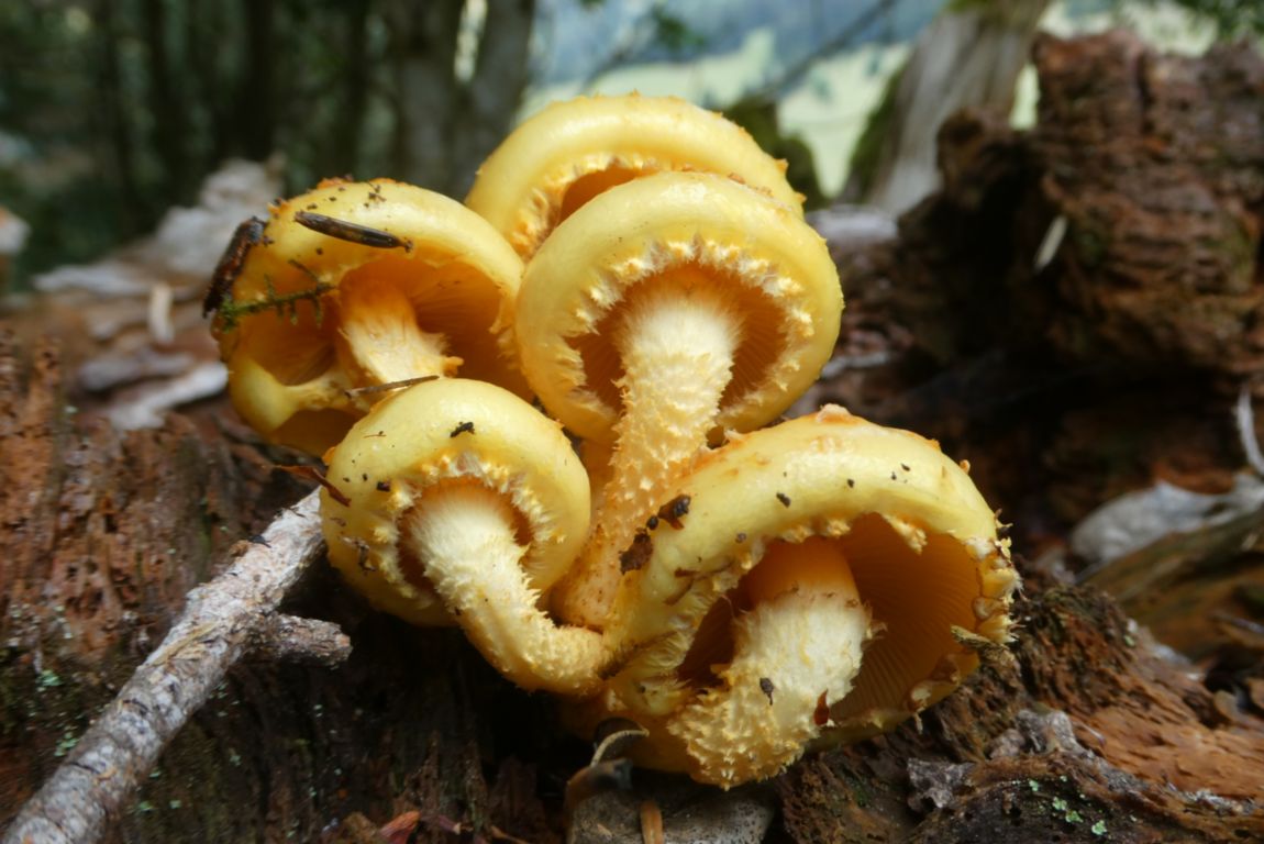 Pholiota adiposa