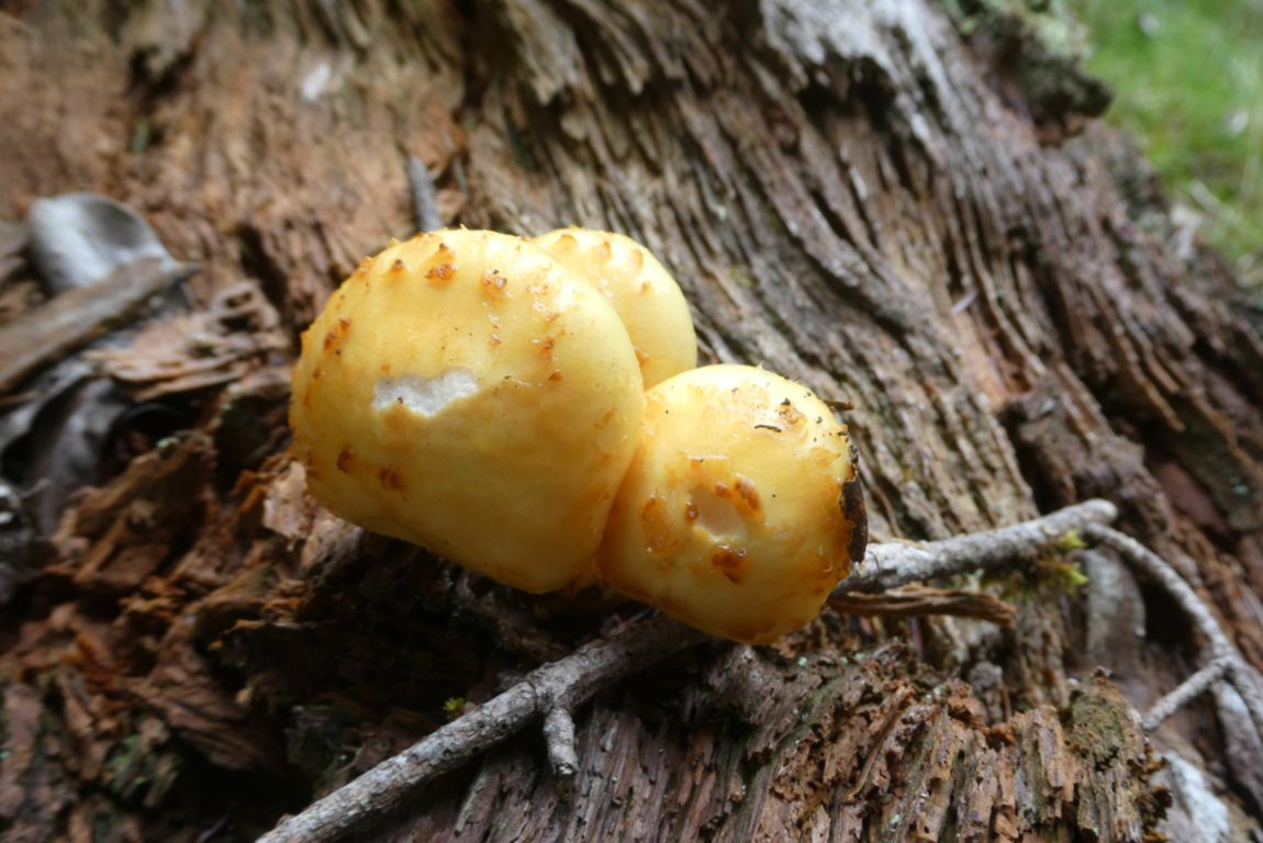 Pholiota adiposa