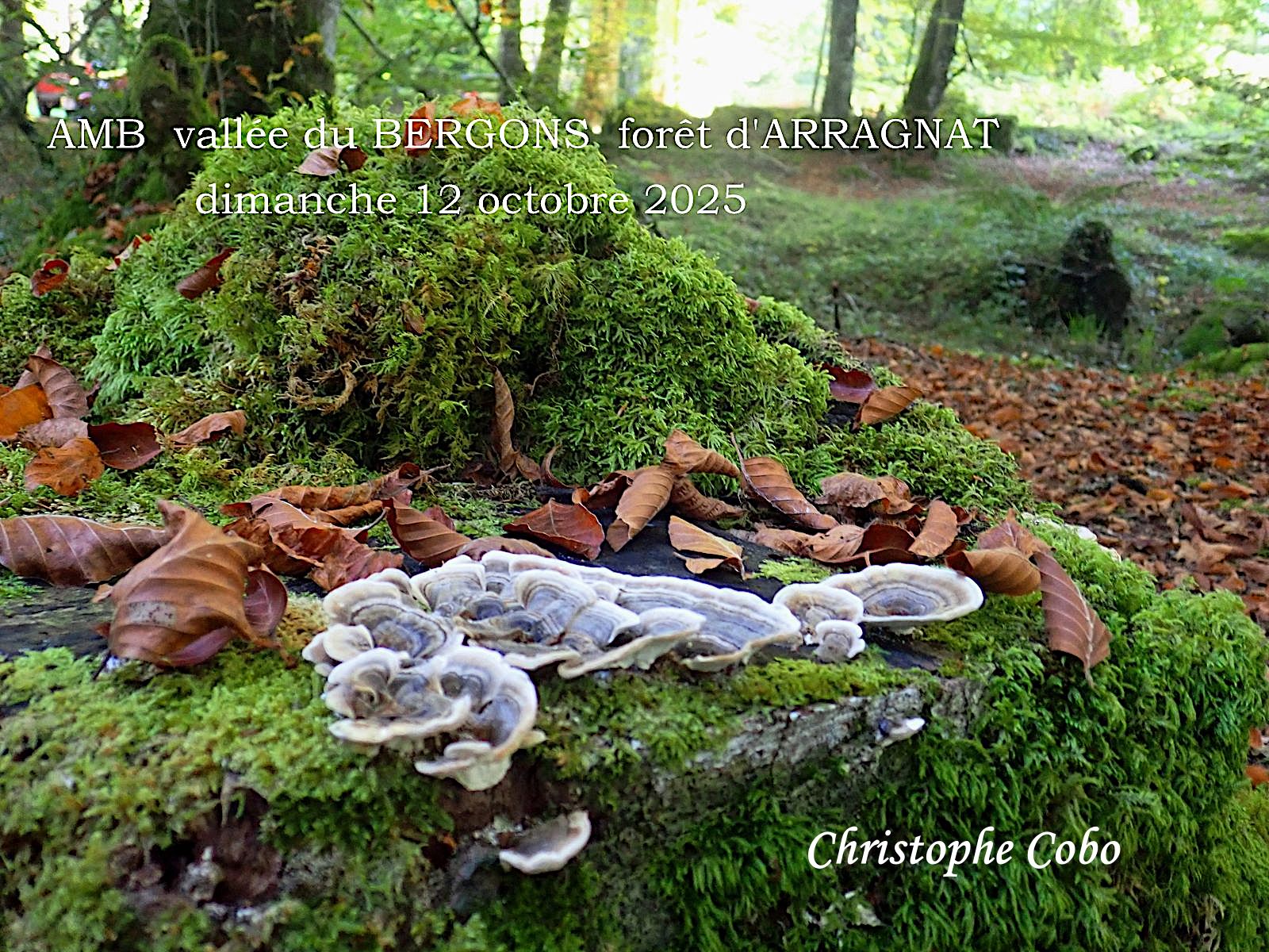 01 Trametes versicolor 20251012 ARRAGNAT