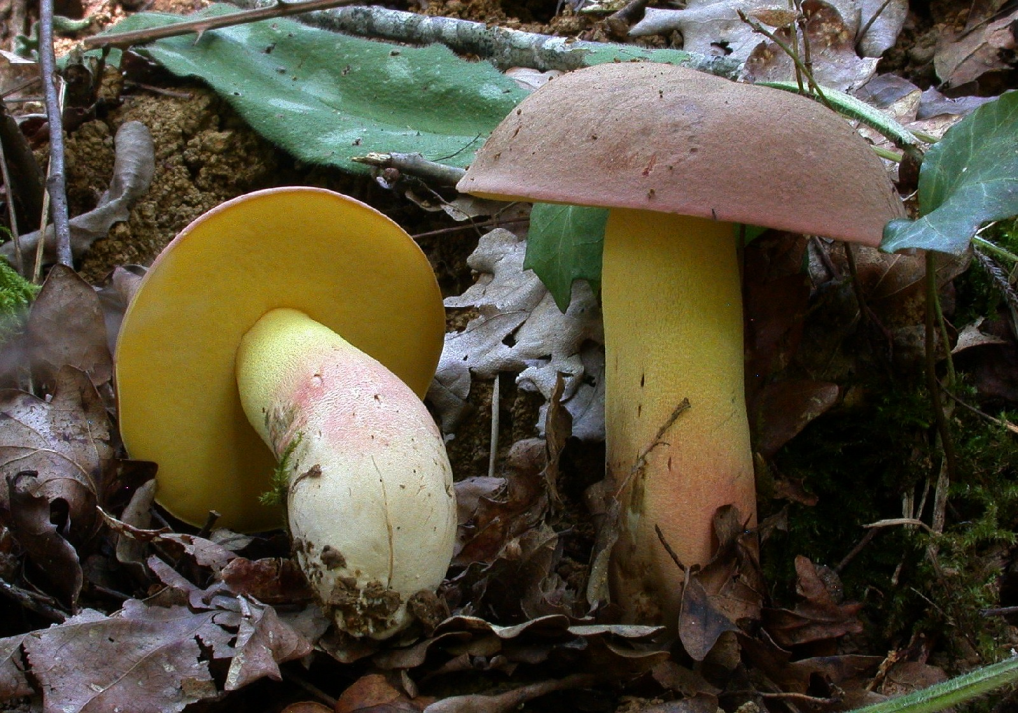 Boletus pseudoregius 1