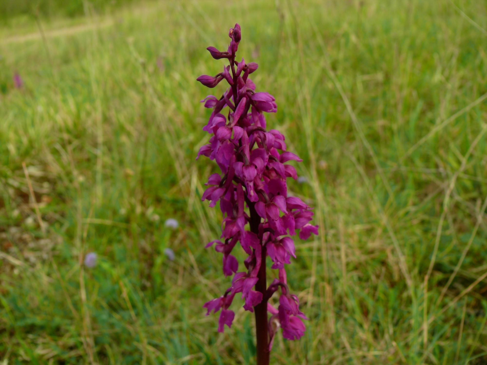 orchis mascula 2