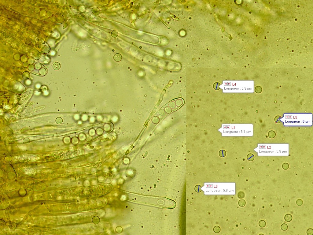 Caloscypha fulgens mp2021 008 eau x 400 asques spores paraphyses 3