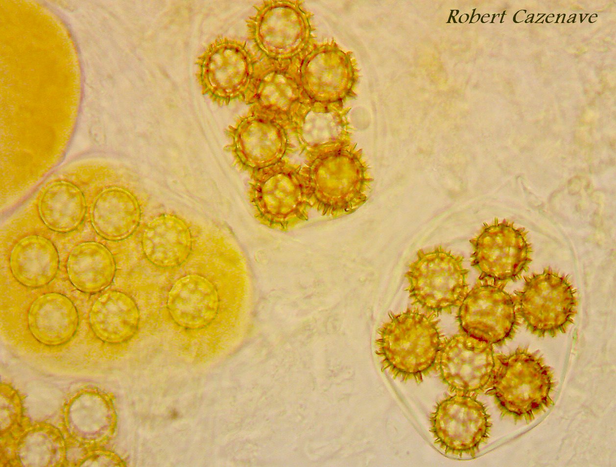 Hydnobolites cerebriformis microscopie 1