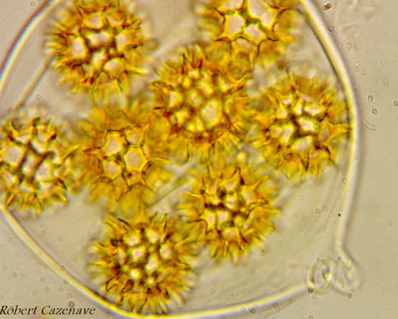 Hydnobolites cerebriformis microscopie 2