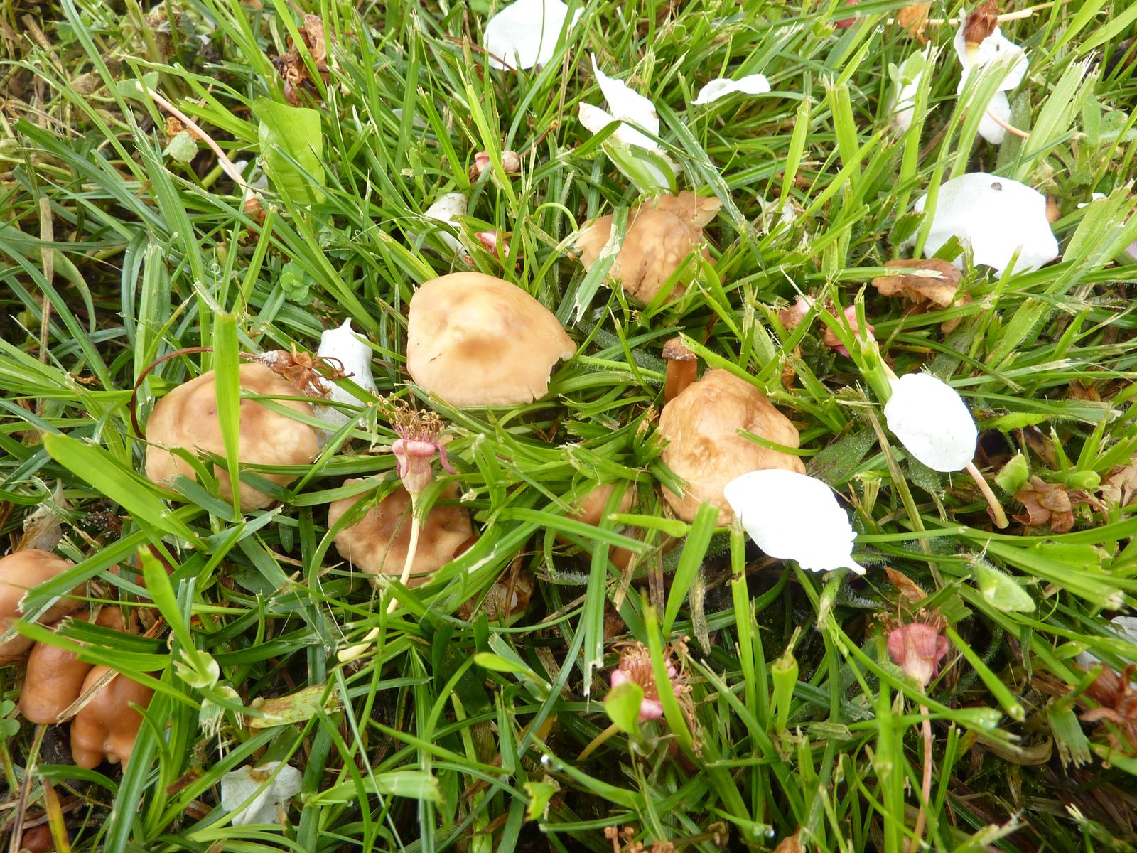 Marasmius oreades mycelium 2020 06 07 Aureilhan 02