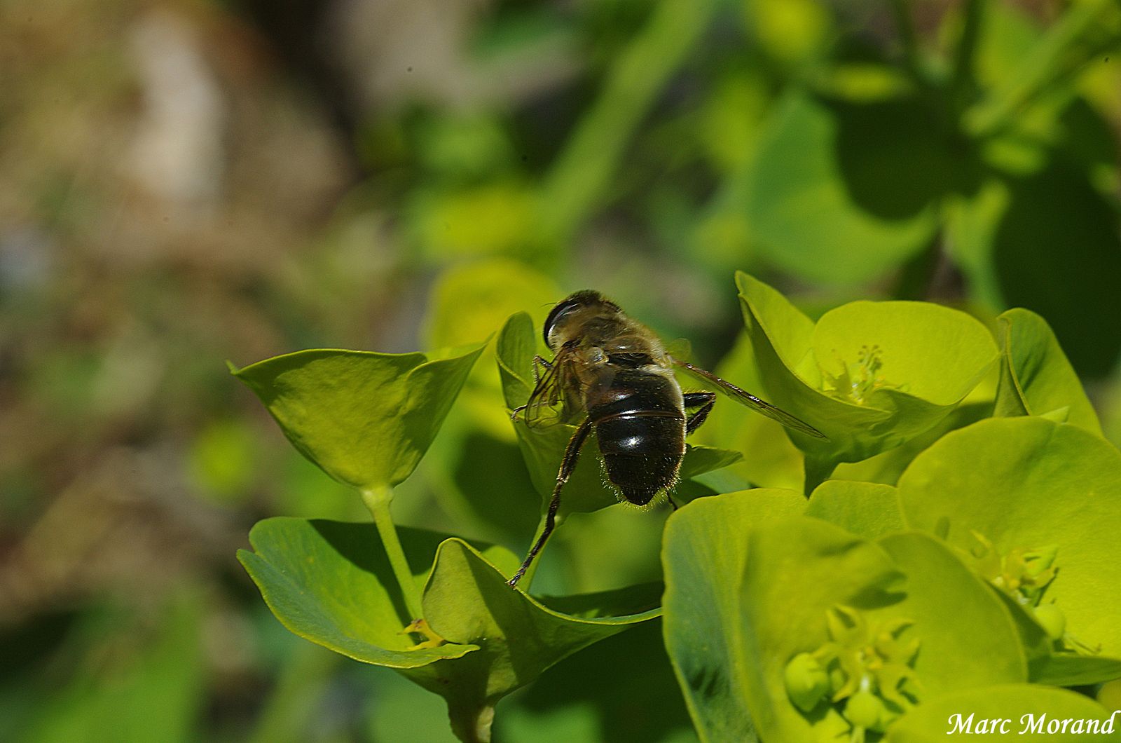 2019 05 12 Ste Marie de Campan Abeille sur Euphorbe 1