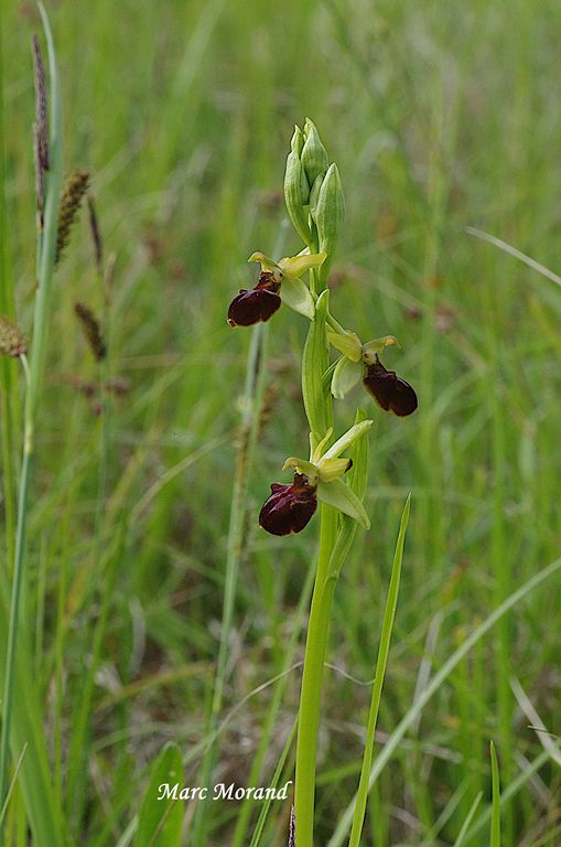 Ophrys aranifera Ophrys araignée 2025 05 01 St Arailles