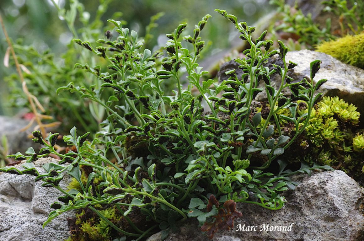 Asplenium ruta muraria Rue des murailles 2025 06 15 Campan