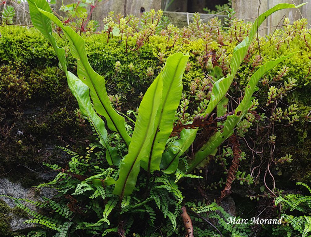 Asplenium scolopendriumAsplenium trichomanes sous  Sedum album 2025 06 15 Campan