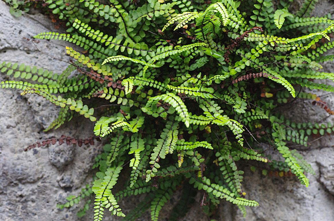 Asplenium trichomanes 2025 06 15 Campan