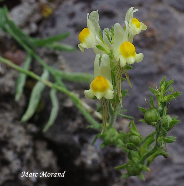 Linaria supina 2025 06 15 Campan 03