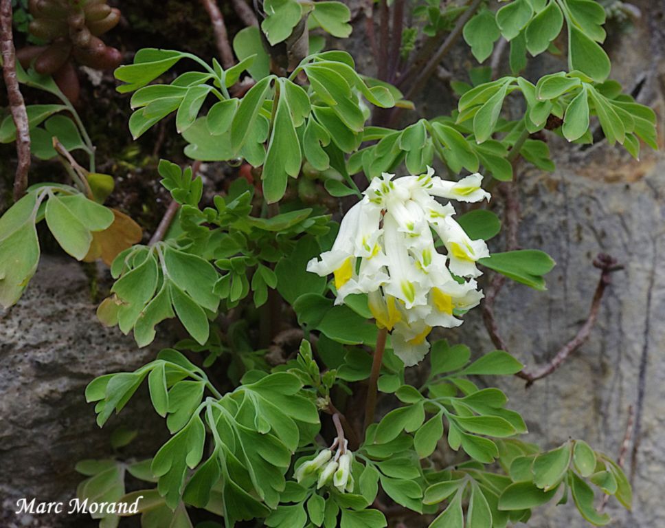 Pseudofumaria alba  2025 06 15 Campan 03
