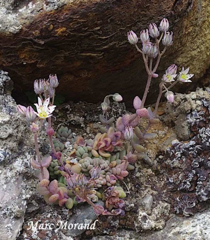 Sedum dasyphyllum 2025 06 15 Campan 03