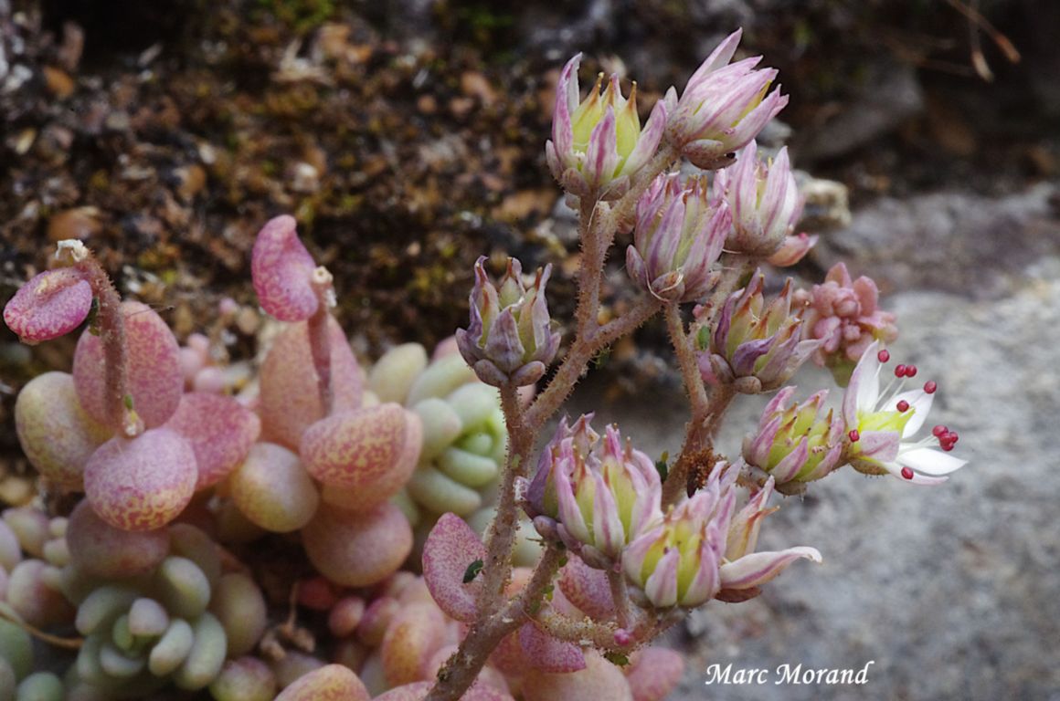 Sedum dasyphyllum 2025 06 15 Campan 10