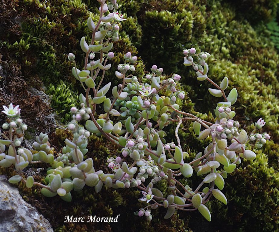 Sedum dasyphyllum 2025 06 15 Campan 12