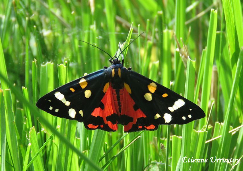 Callimorpha dominula Ecaille marbree 2026 juin 27 (65) Sortie bota Pont dArtigou 087