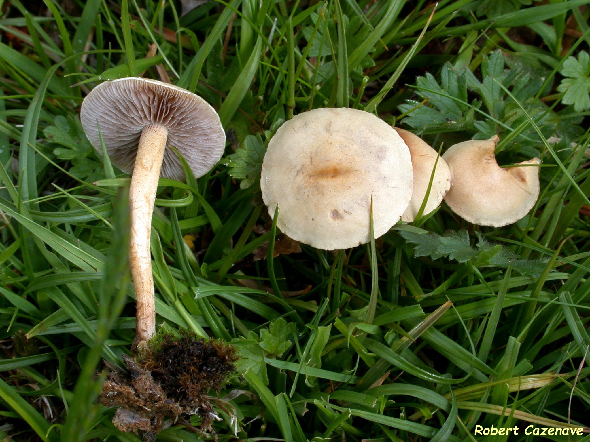 Agrocybe sp (pediades f velata ) 2021 06 05 CHIROULET