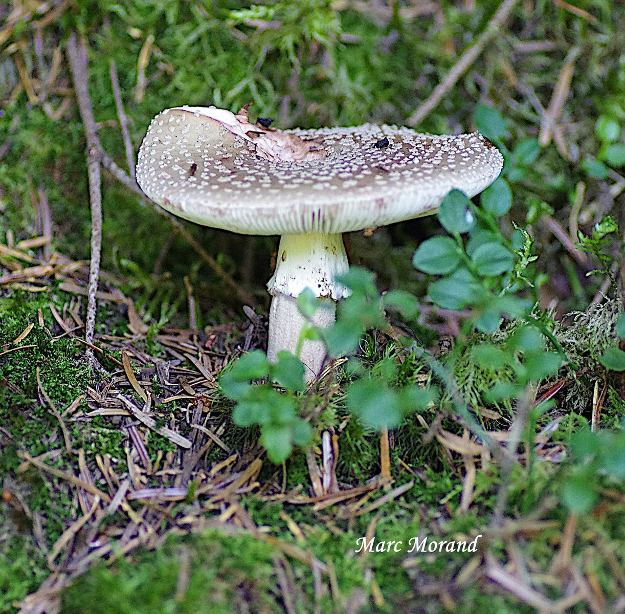 Amanita rubescens 2024 07 20 Mourgoueilh