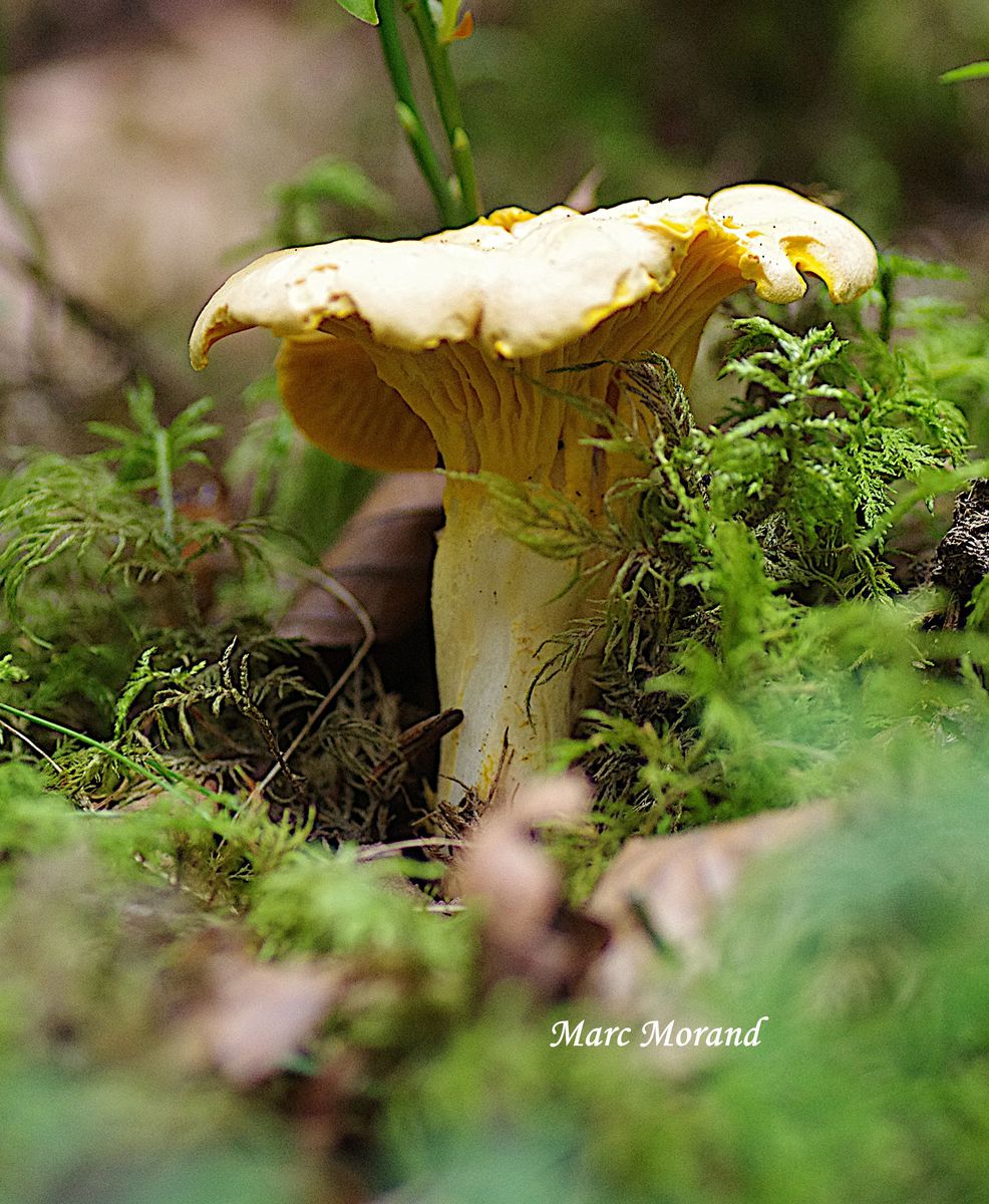 Cantharellus subpruinosus 2024 07 20 Mourgoueilh 03