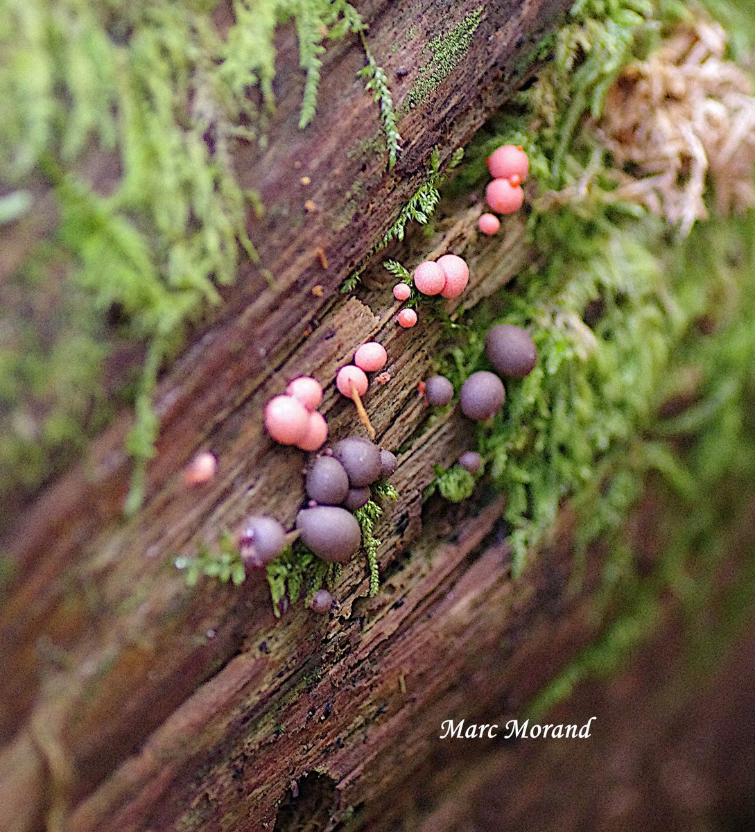 Lycogala epidendron 2024 07 20 Mourgoueilh