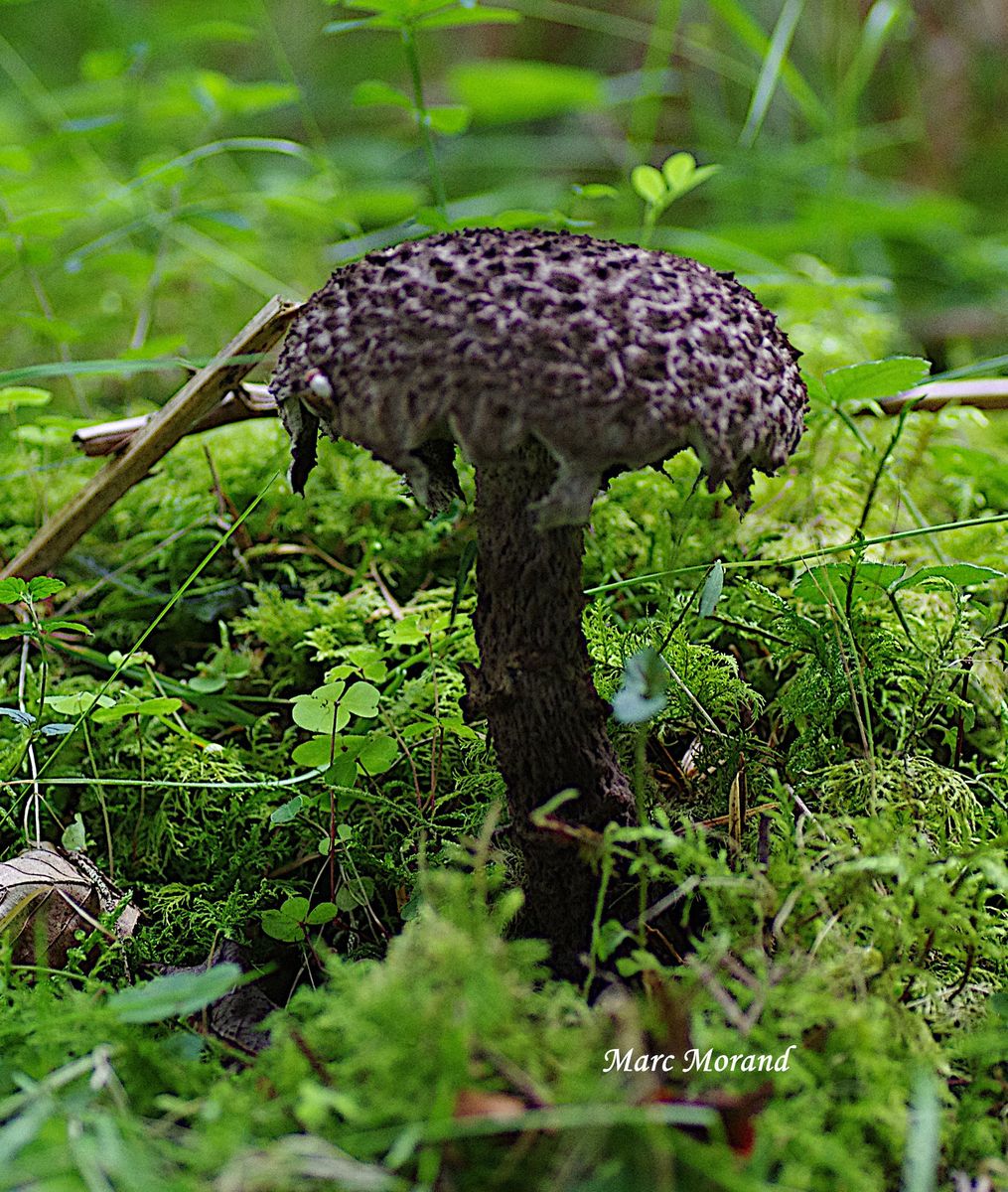 Strobilomyces strobilaceus 2024 07 20 Mourgoueilh 03