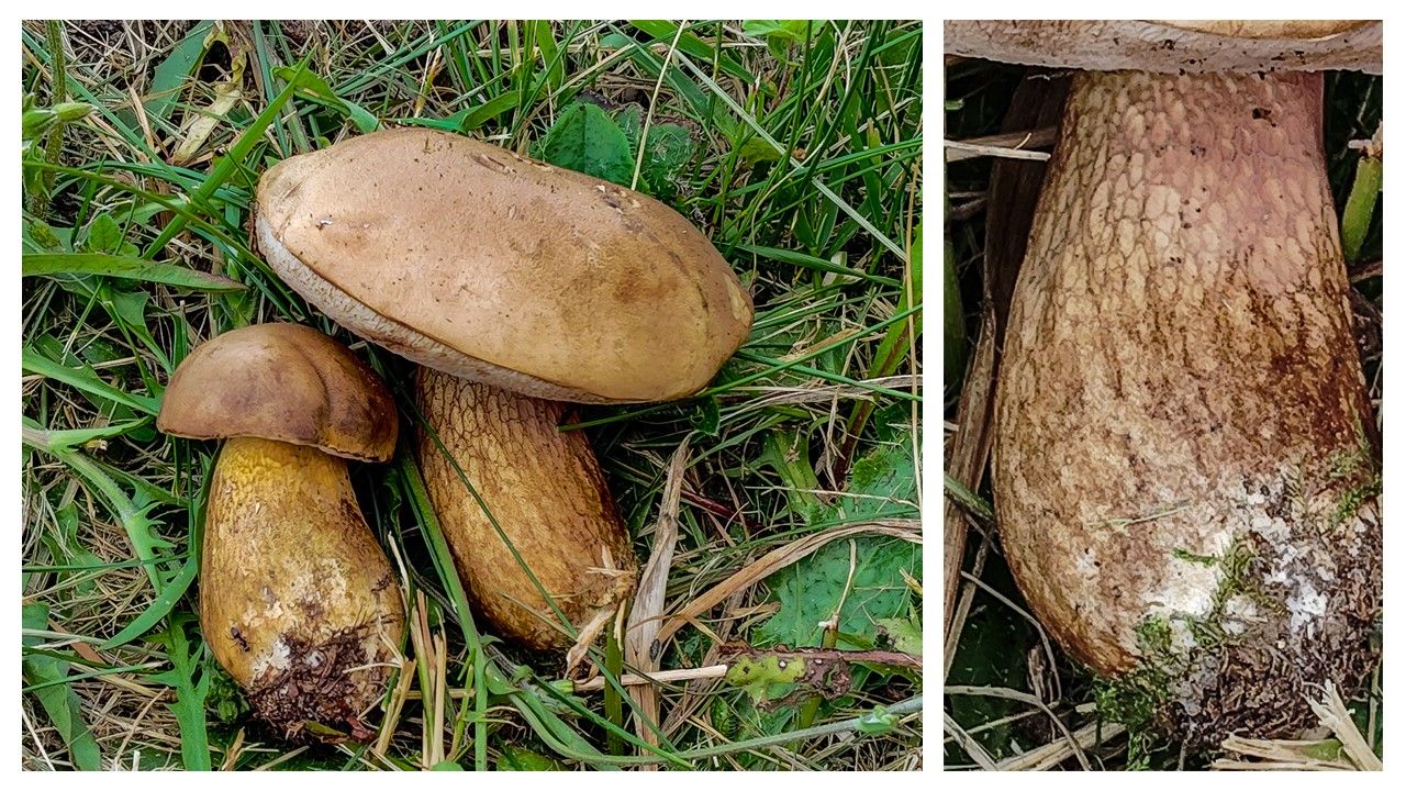 Tylopilus felleus Val Louron 28 07 2024 (62) 1