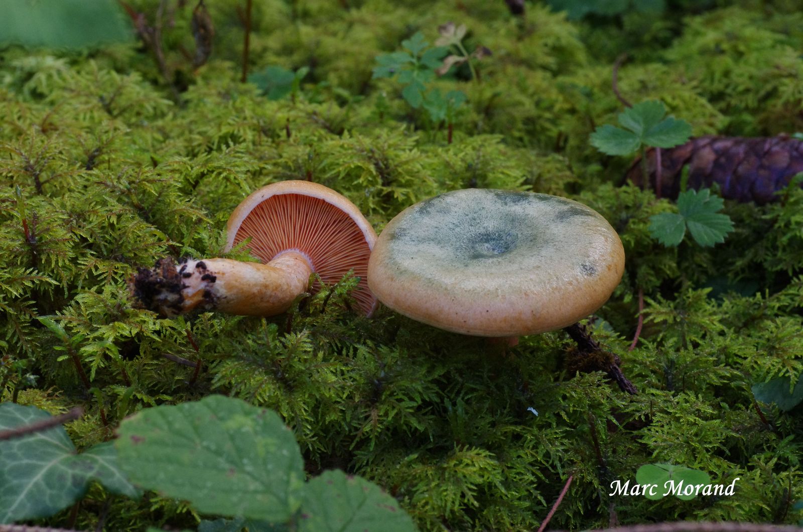 Lactarius deterrimus 2024 09 13 Barèges Le Lienz