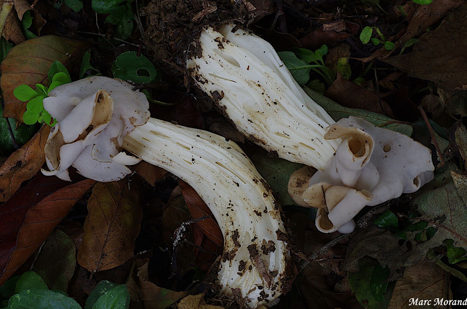 Helvella crispa 2024 10 06 Payolle