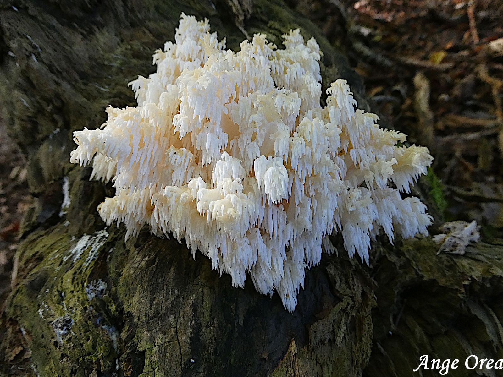 Hericium coralloides 2024 10 06 Payolle (2)