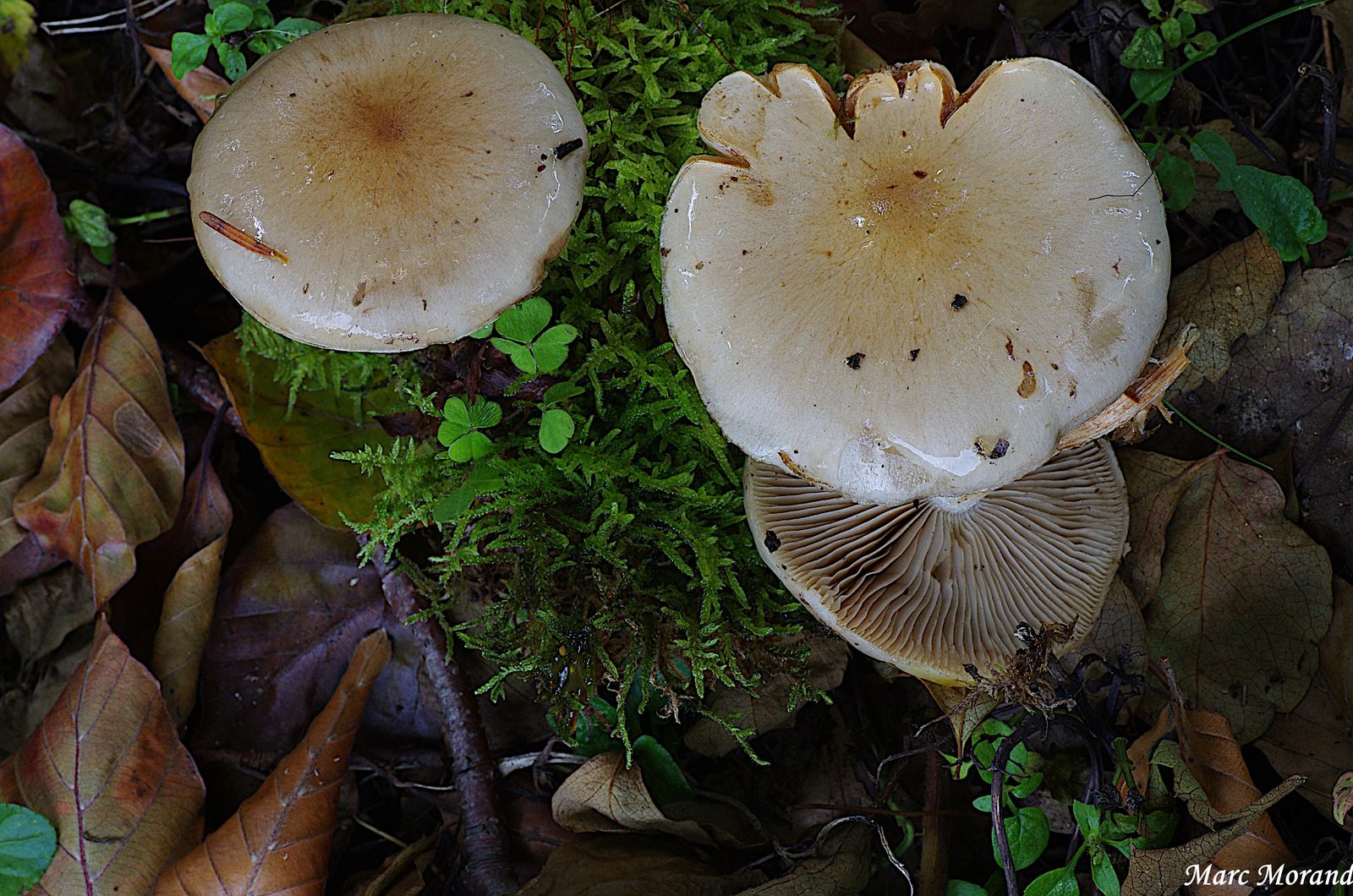 Pholiota lenta 2024 10 06 Payolle