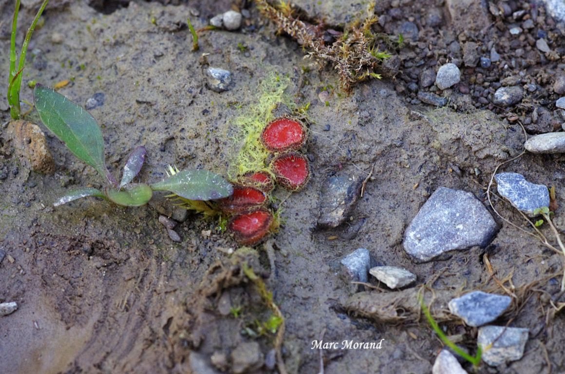 Scutellinia umbrarum 2025 05 24 Payolle 03