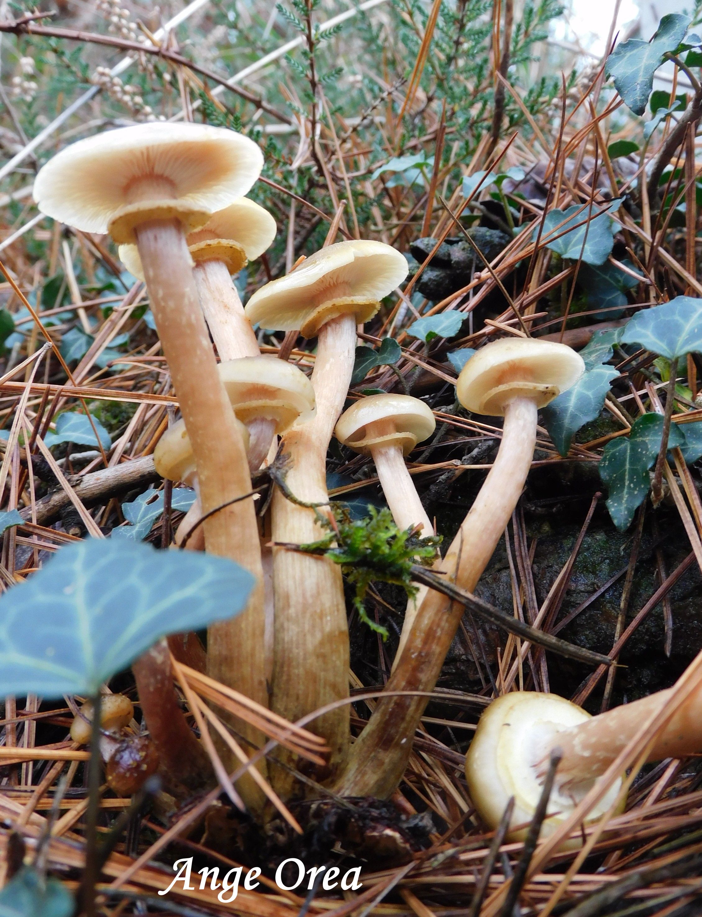 Armillaria mellea