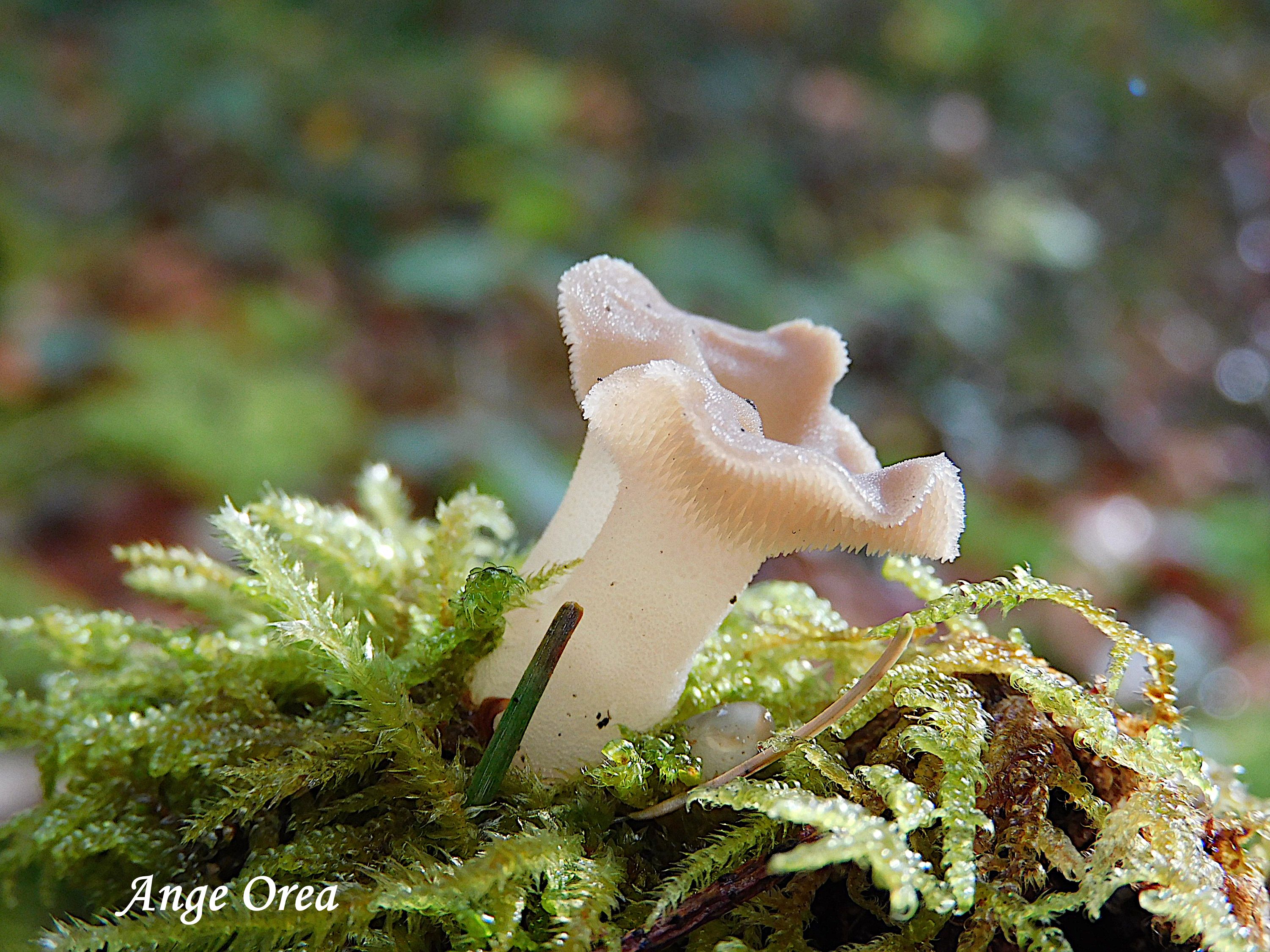 Pseudohydnum gelatinosum 2025 11 02 Bergons