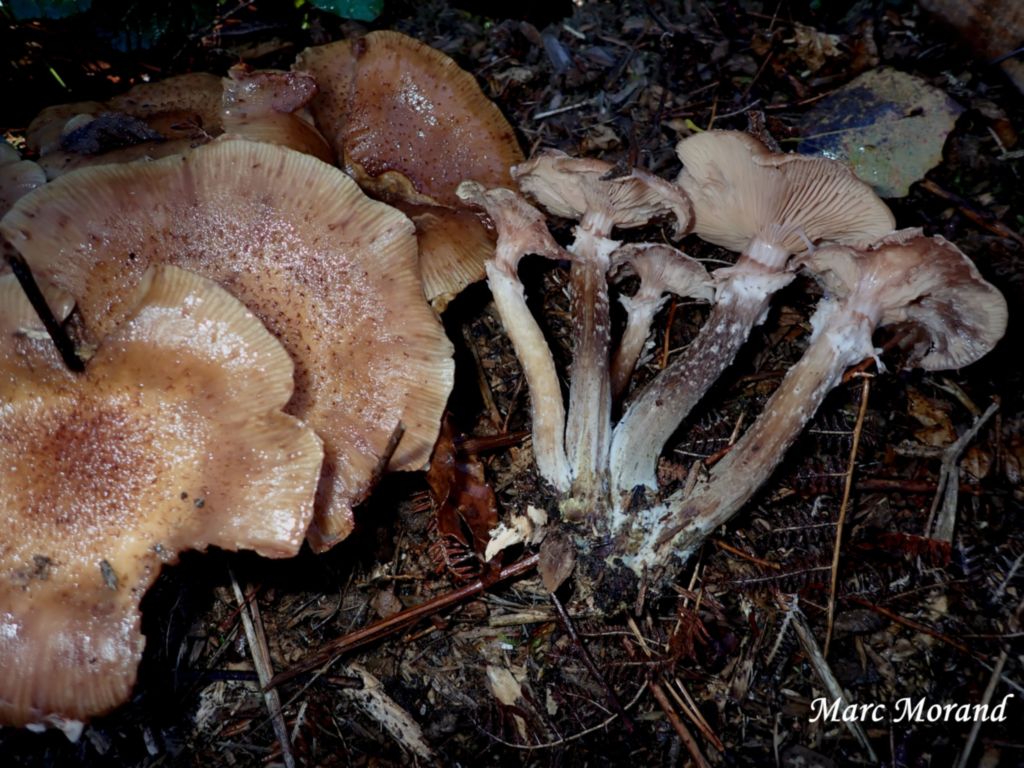 Armillaria ostoyae 2025 11 09 2025 11 09 Cantaous 04