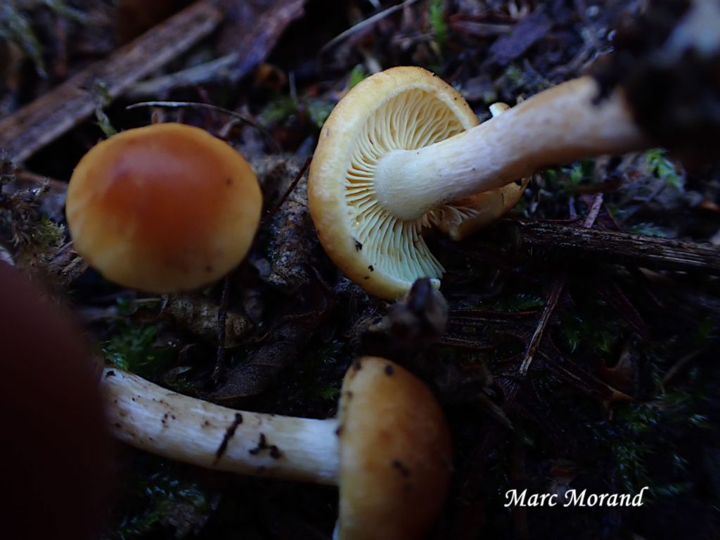 Gymnopilus penetrans 2025 11 09 Cantaous (2)