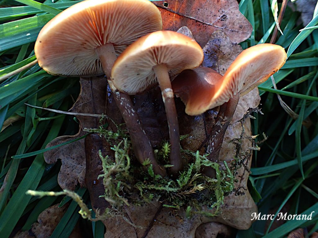 Tremella aurantia 2025 12 13 Puydarrieux 03