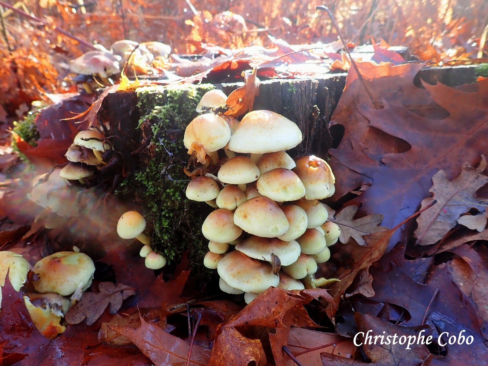 Hypholoma fasciculare