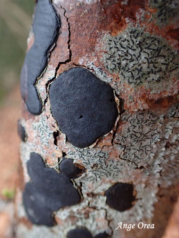 Biscogniauxia nummularia 2026 02 08 Lansac