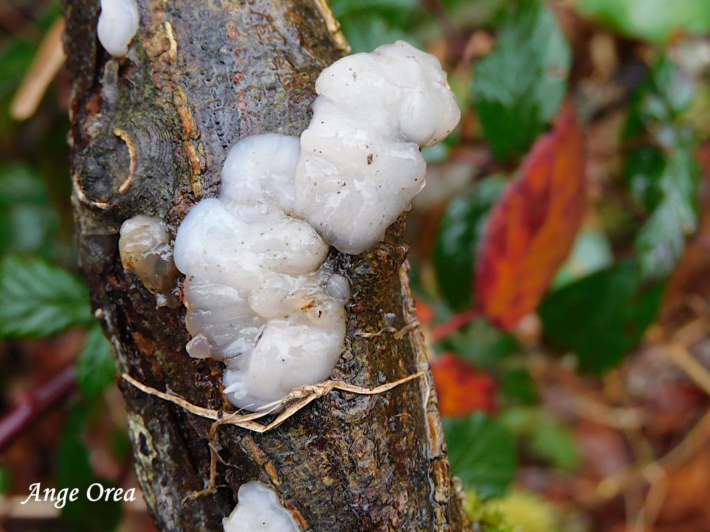 Ascodichaena rugosa 2026 02 08 Lansac