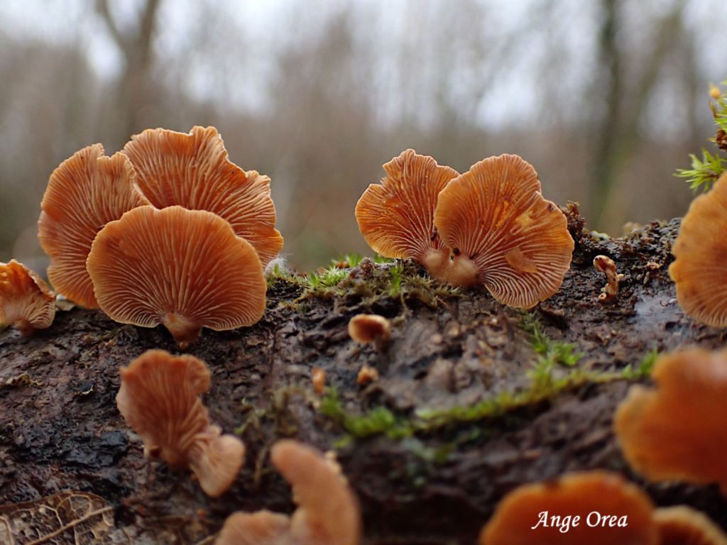 Panellus stipticus 2026 02 08 Lansac