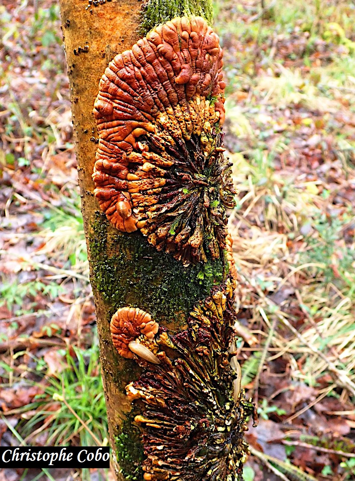 Hypocreopsis rhododendri 20260308 OSSUN